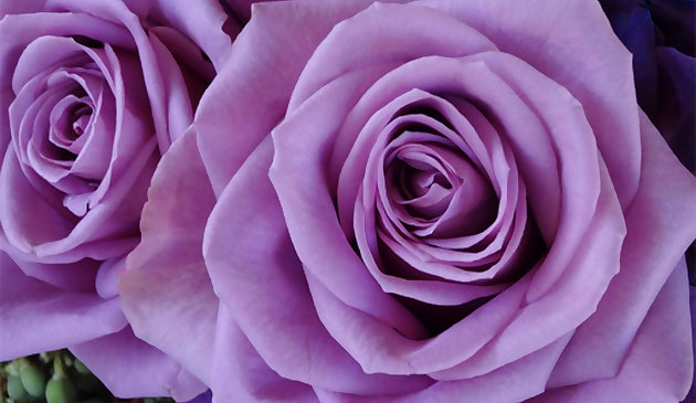 紫のバラのパズル