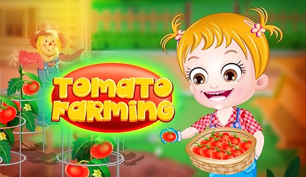 Baby Hazel Tomaten Landwirtschaft