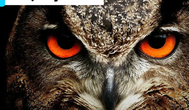 Scie sauteuse Owl Eyes