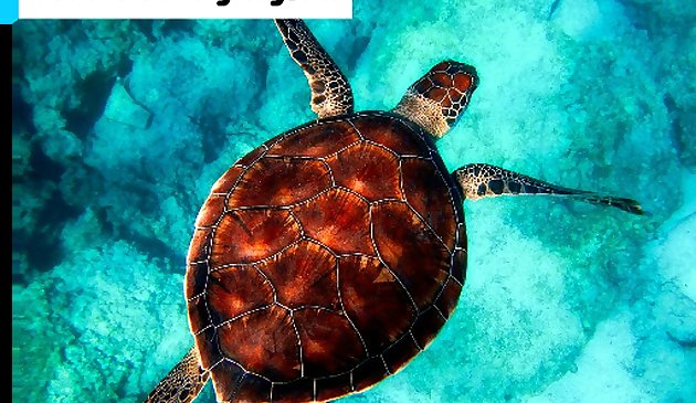 Schildkröten-Tauch-Puzzle