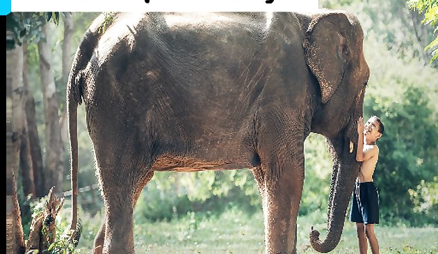 كمبوديا الفيل كيد بانوراما