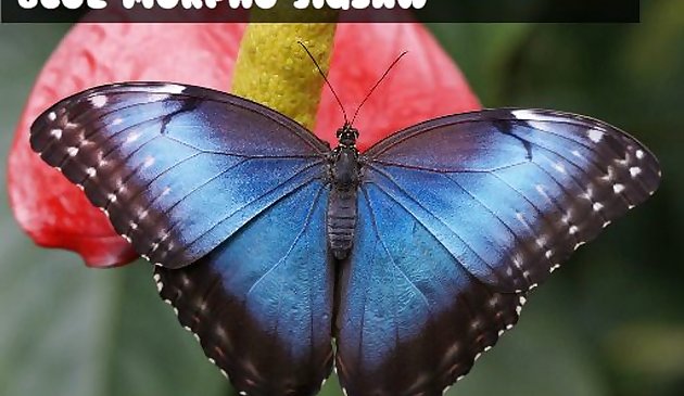 Jigsaw borboleta-de-morfina azul