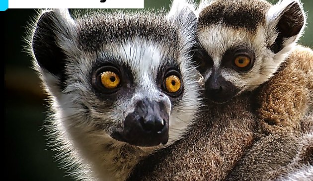 Ghép hình Vườn thú Lemur