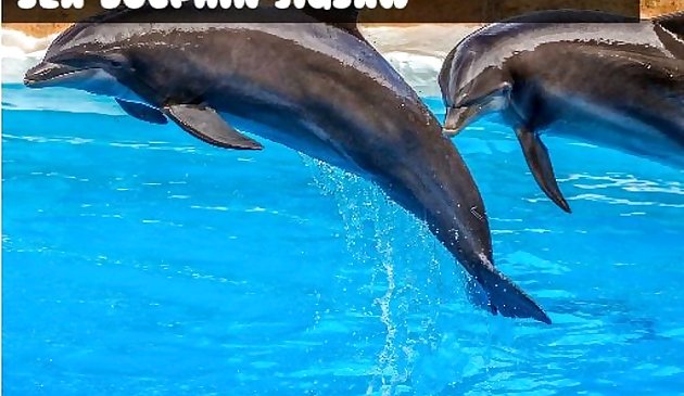 dagat dolphin lagari