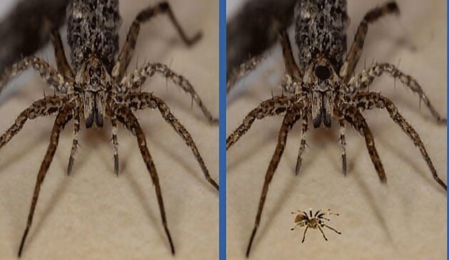 Spider Differenza Nascosta